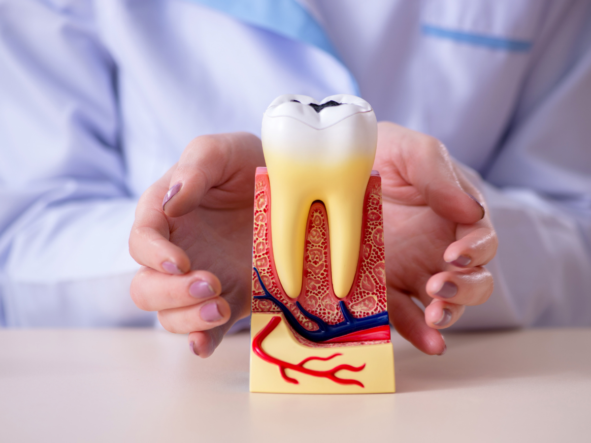 Root Canal Therapy Tooth anatomy
